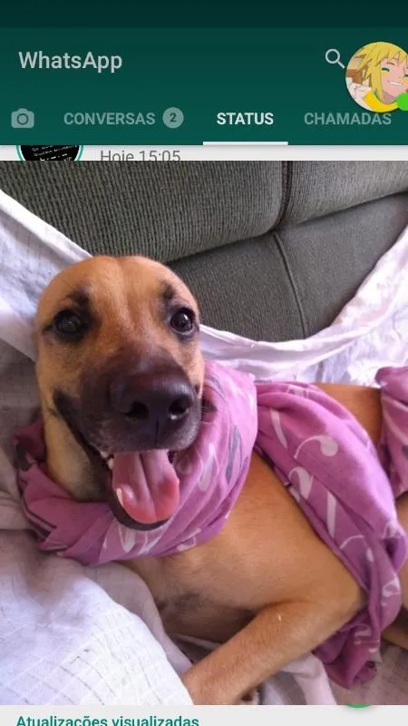 Cachorro raça Mestiça  idade 7 a 11 meses nome Festus