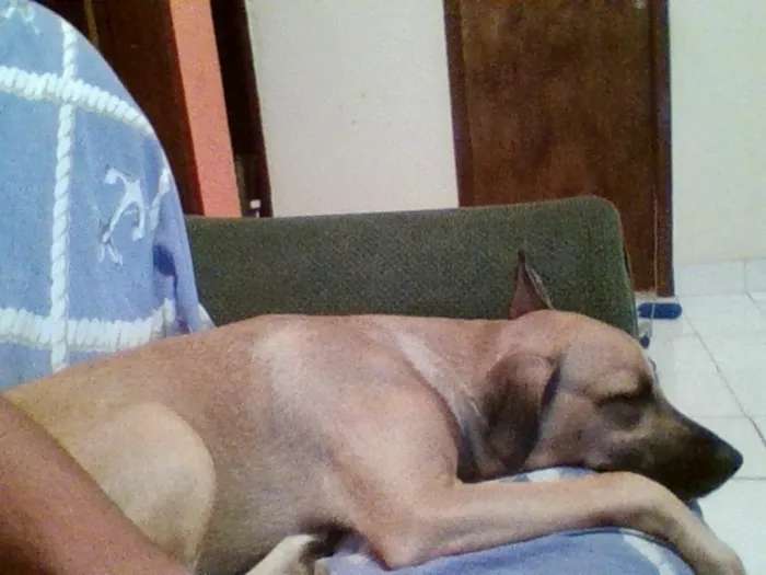 Cachorro raça Mestiça  idade 7 a 11 meses nome Festus