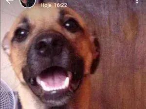 Cachorro raça Mestiça  idade 7 a 11 meses nome Festus