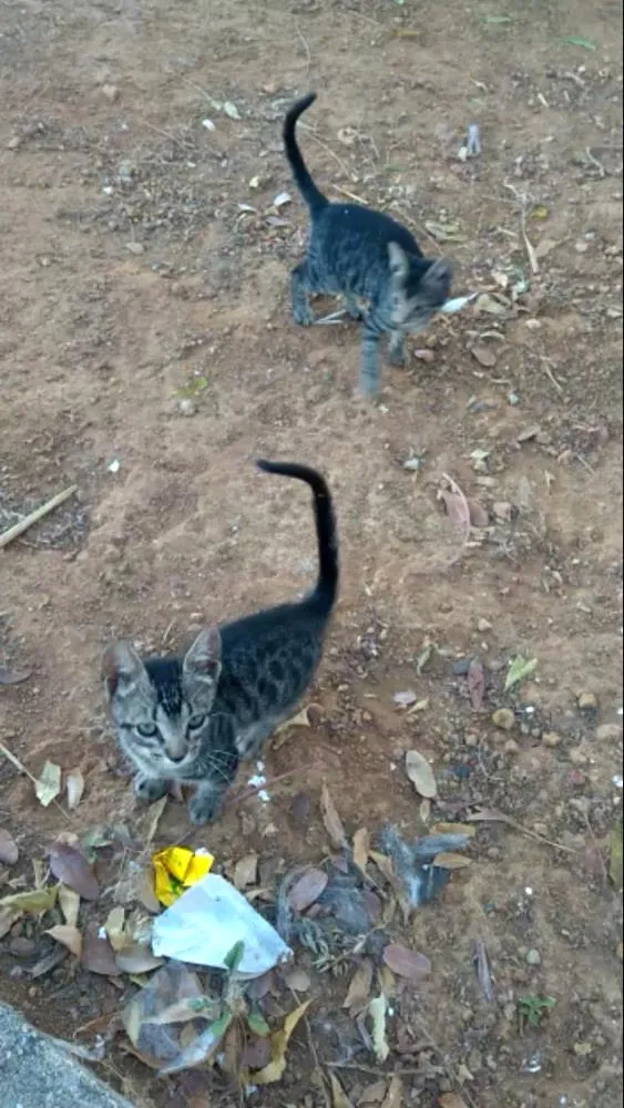 Gato ra a Mestiços idade 2 a 6 meses nome Sem nomes