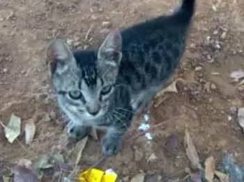 Gato ra a Mestiços idade 2 a 6 meses nome Sem nomes