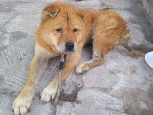 Cachorro raça Chow Chow idade 6 ou mais anos nome Nicole