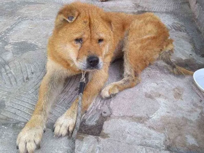 Cachorro ra a Chow Chow idade 6 ou mais anos nome Nicole