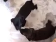 Pretinhos 