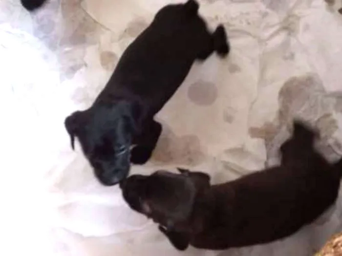 Cachorro raça Sem raça definida idade 2 a 6 meses nome Pretinhos 