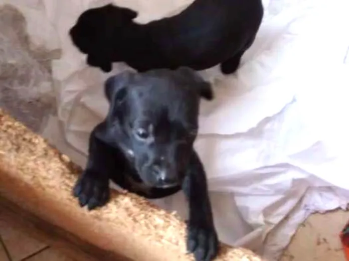 Cachorro raça Sem raça definida idade 2 a 6 meses nome Pretinhos 