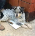 Bob