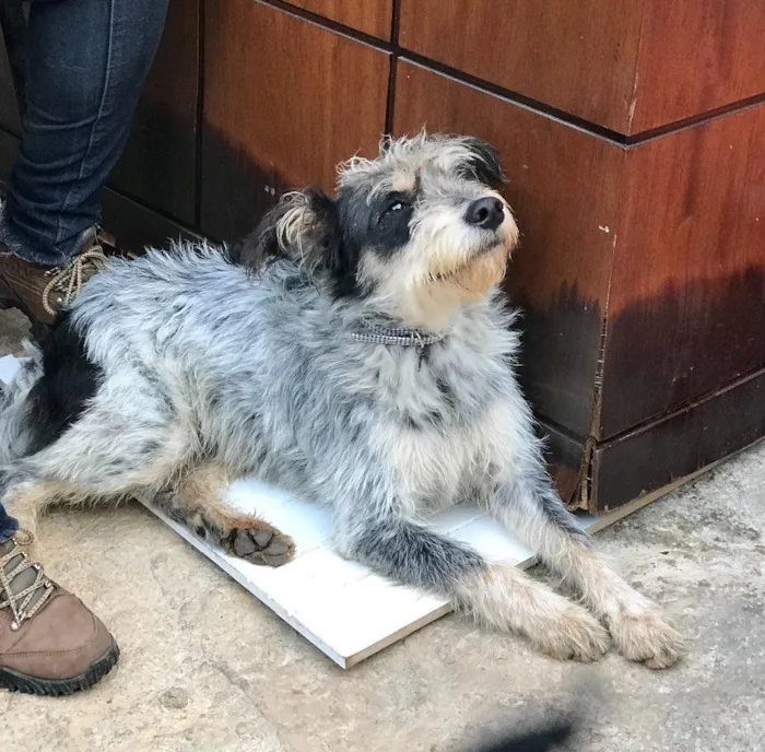 Cachorro ra a SRD idade  nome Bob