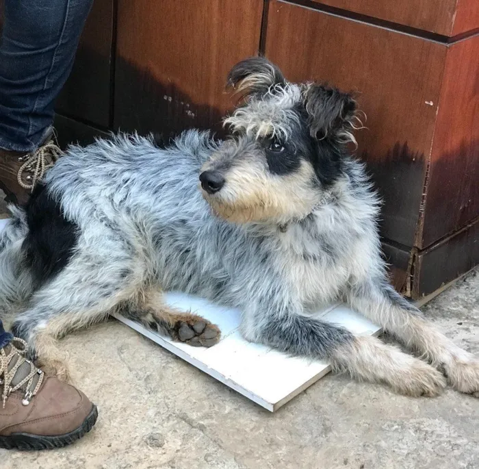 Cachorro ra a SRD idade  nome Bob