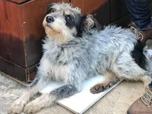 Cachorro raça SRD idade  nome Bob