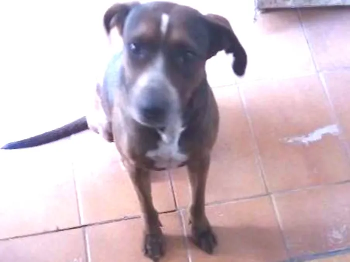 Cachorro ra a Mestiça idade 3 anos nome Jade