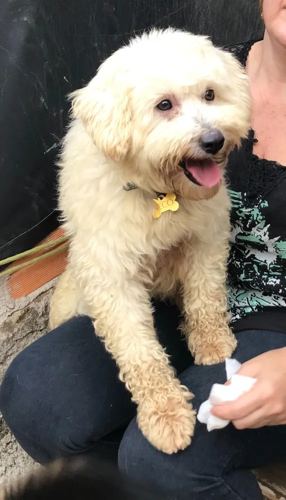 Cachorro ra a SRD idade  nome Neco