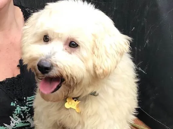 Cachorro ra a SRD idade  nome Neco