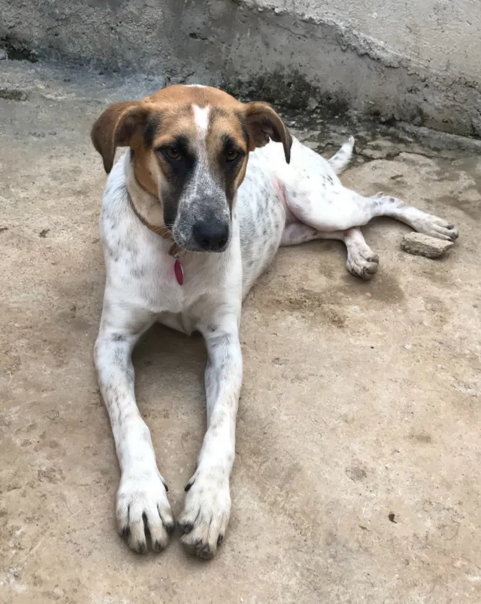Cachorro ra a SRD idade  nome Carol