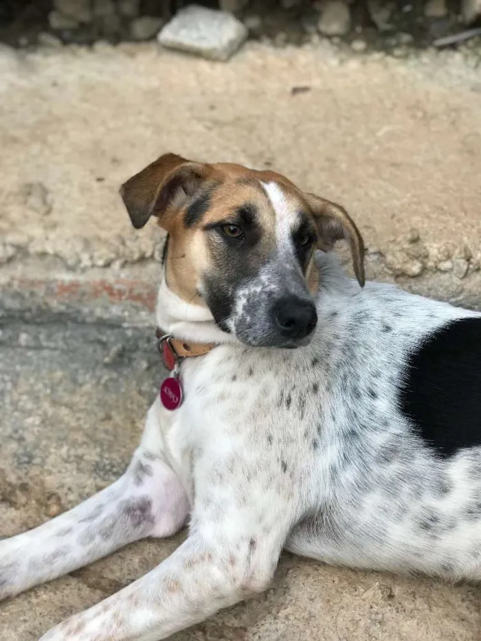Cachorro ra a SRD idade  nome Carol