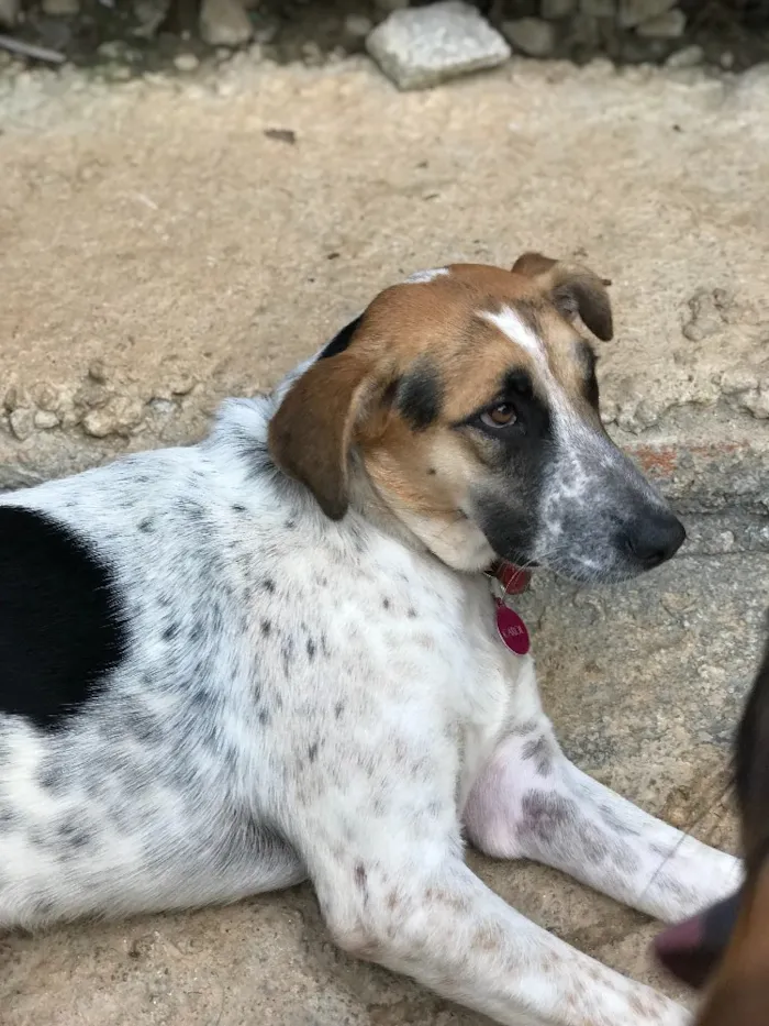 Cachorro ra a SRD idade  nome Carol