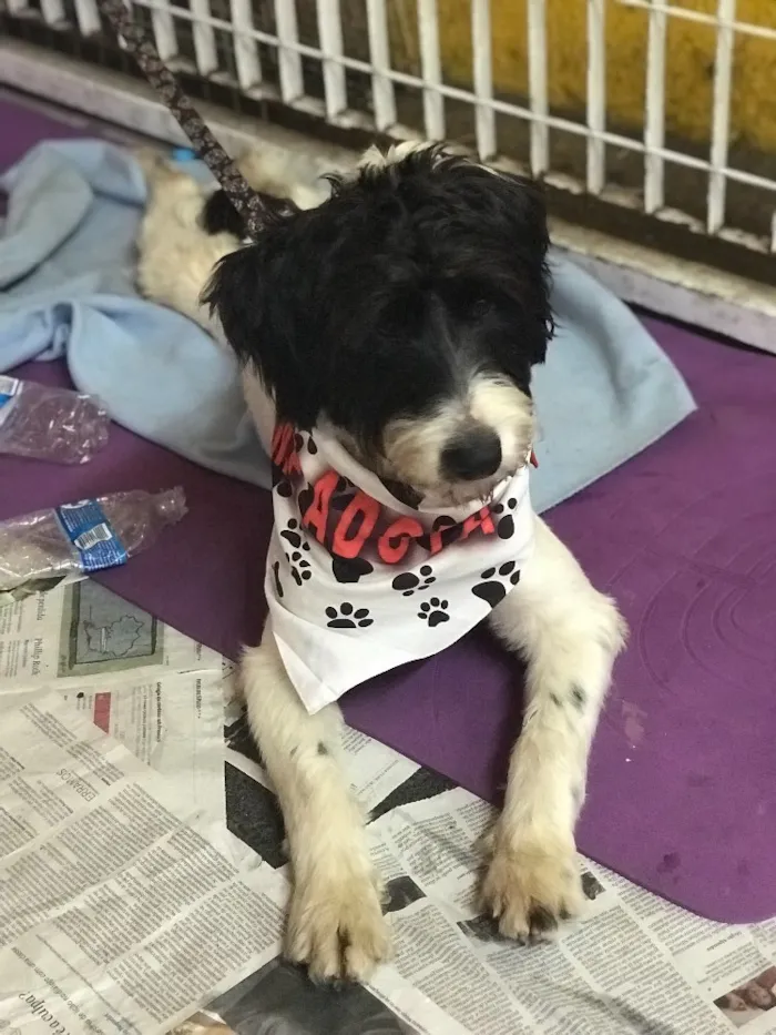 Cachorro ra a SRD idade  nome Bianca