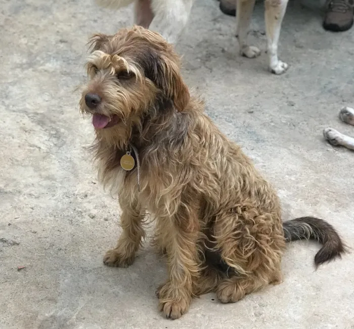 Cachorro ra a SRD idade  nome Tom