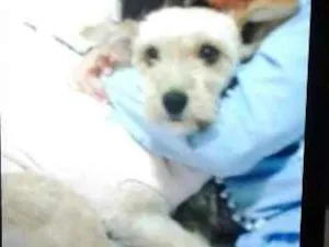 Cachorro raça SRD idade 1 ano nome Lilica