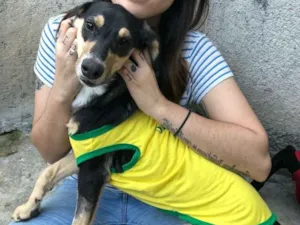 Cachorro raça SRD idade  nome Lolita