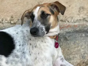 Cachorro raça SRD idade  nome Carol