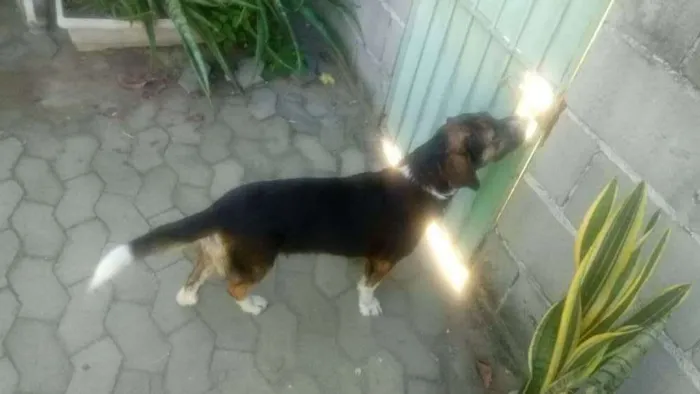 Cachorro ra a não sei idade  nome desconhecido