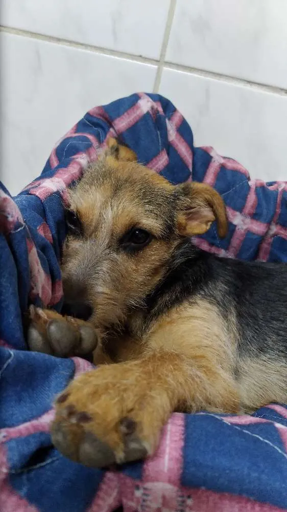 Cachorro ra a Vira lata idade 2 a 6 meses nome Izzie