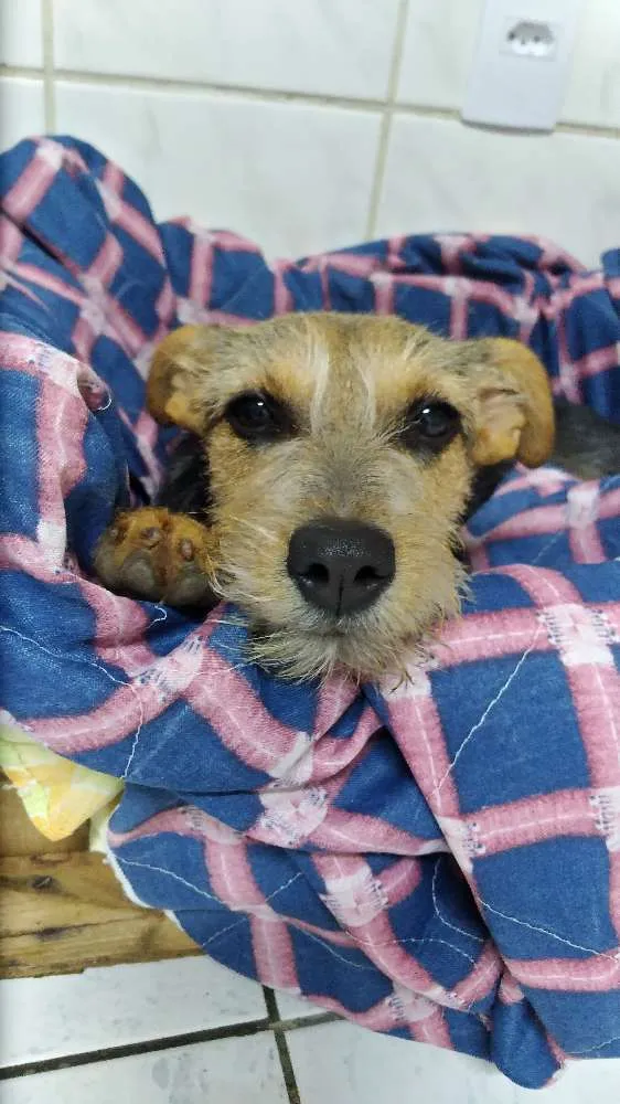 Cachorro ra a Vira lata idade 2 a 6 meses nome Izzie
