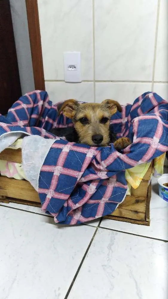 Cachorro ra a Vira lata idade 2 a 6 meses nome Izzie