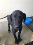 Neguinho