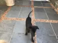 Neguinho