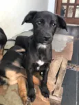 Neguinho