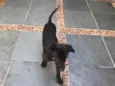 Neguinho