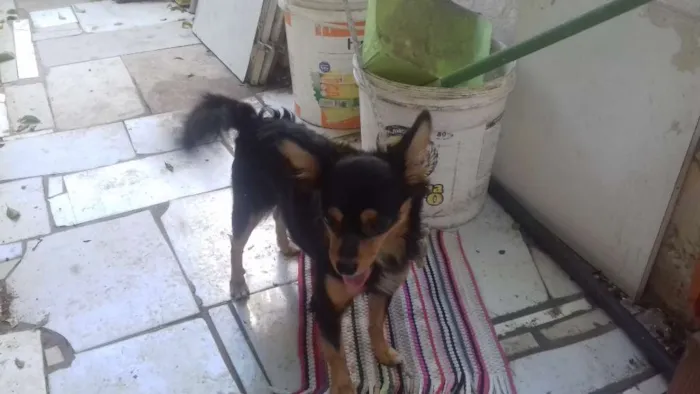 Cachorro ra a  idade  nome Não sei