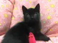 PELÚCIA