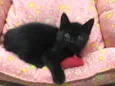 PELÚCIA