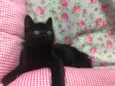 PELÚCIA