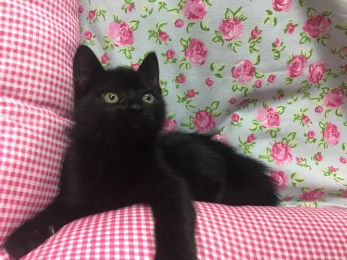 Gato ra a SRD idade 2 a 6 meses nome PELÚCIA
