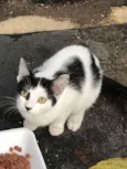 Bolinha