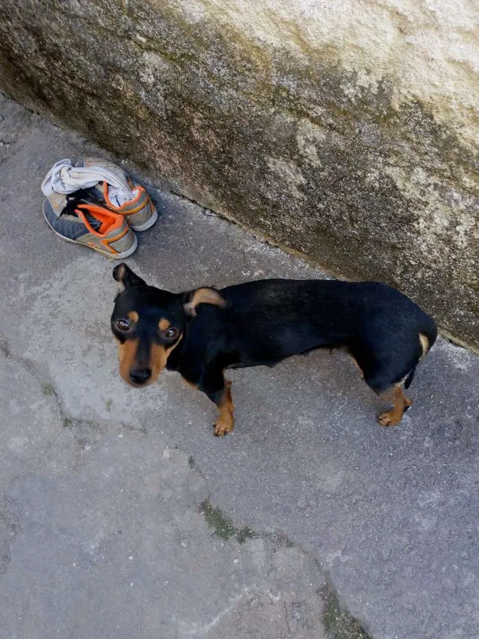 Cachorro ra a Pincher idade Abaixo de 2 meses nome Sem nome 