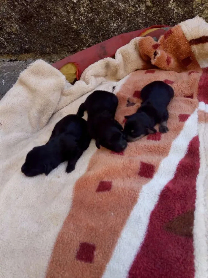 Cachorro ra a Pincher idade Abaixo de 2 meses nome Sem nome 