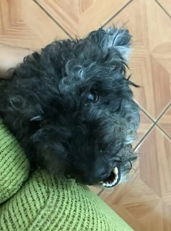 Cachorro ra a Poodle idade 6 ou mais anos nome Billy