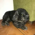 Billy