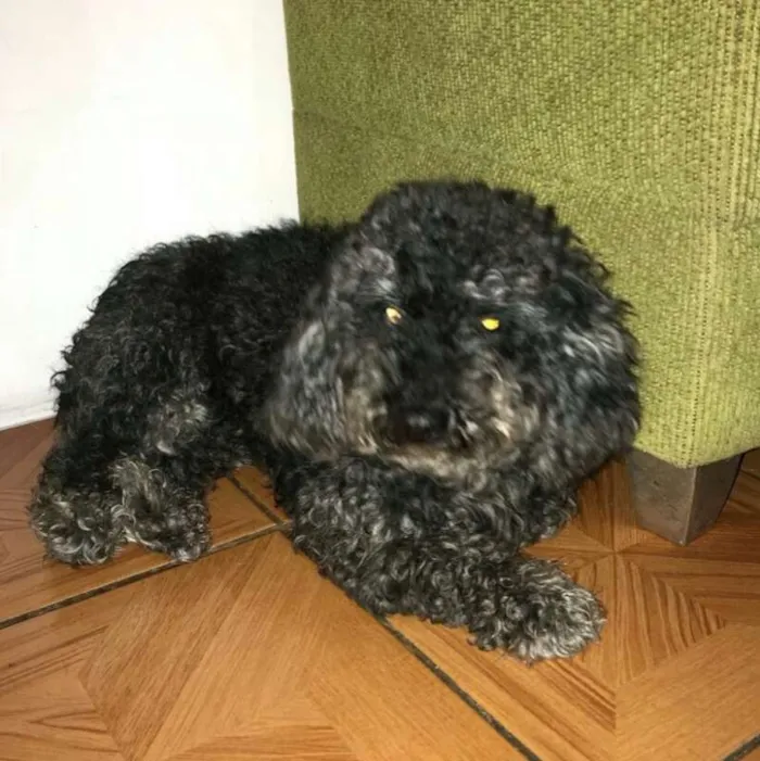 Cachorro ra a Poodle idade 6 ou mais anos nome Billy
