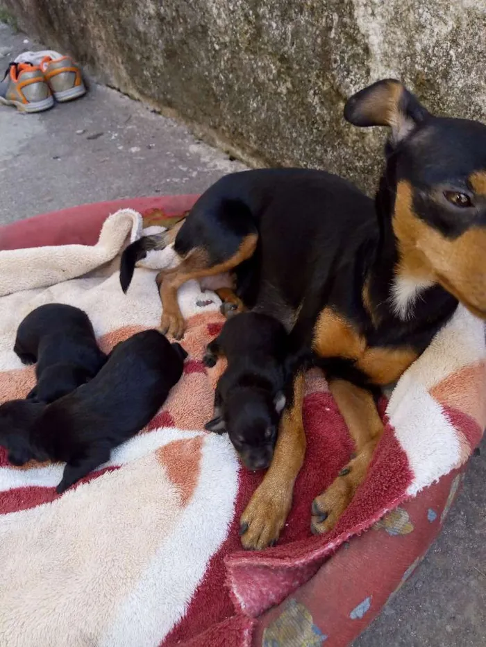 Cachorro ra a Pincher idade Abaixo de 2 meses nome Sem nome 