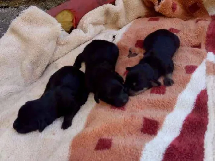 Cachorro ra a Pincher idade Abaixo de 2 meses nome Sem nome 