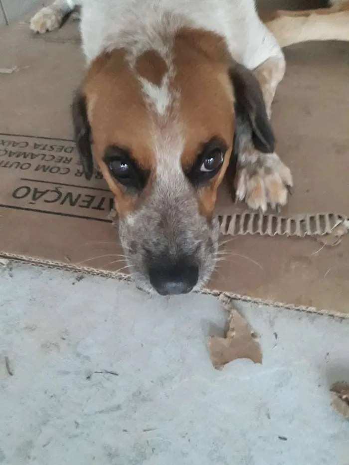 Cachorro ra a Indefinida idade 3 anos nome Menino