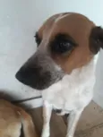 Menino