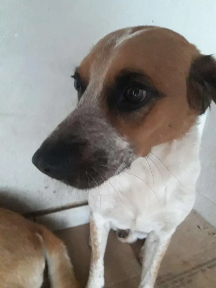 Cachorro ra a Indefinida idade 3 anos nome Menino