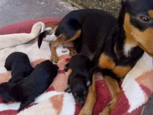 Cachorro raça Pincher idade Abaixo de 2 meses nome Sem nome 